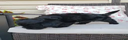 Yorkiepoo dogs for sale: Yorkiepoo 4 - Ad 6