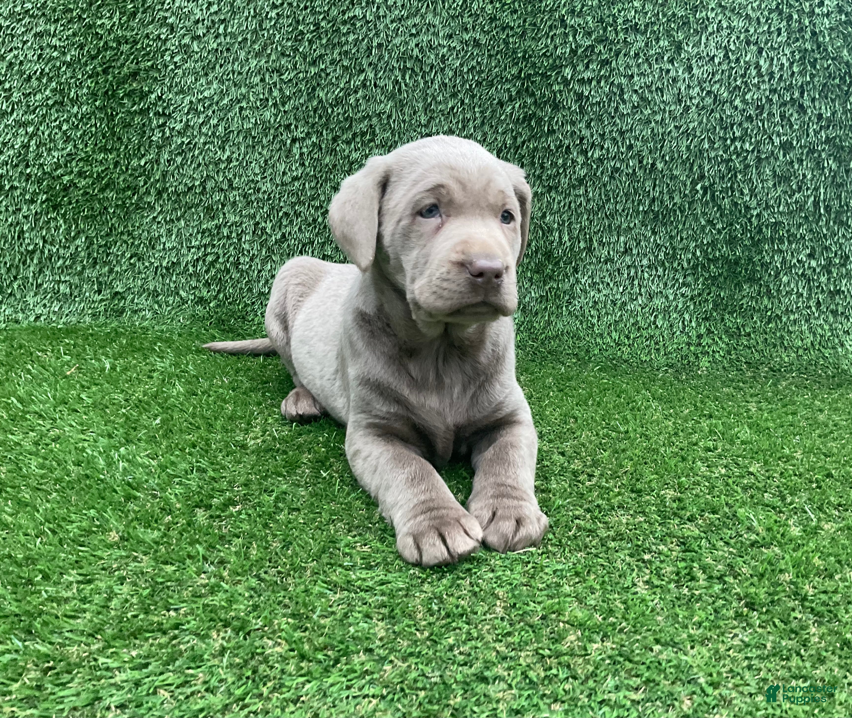 Labrador Retriever dogs Molly - Ad 1