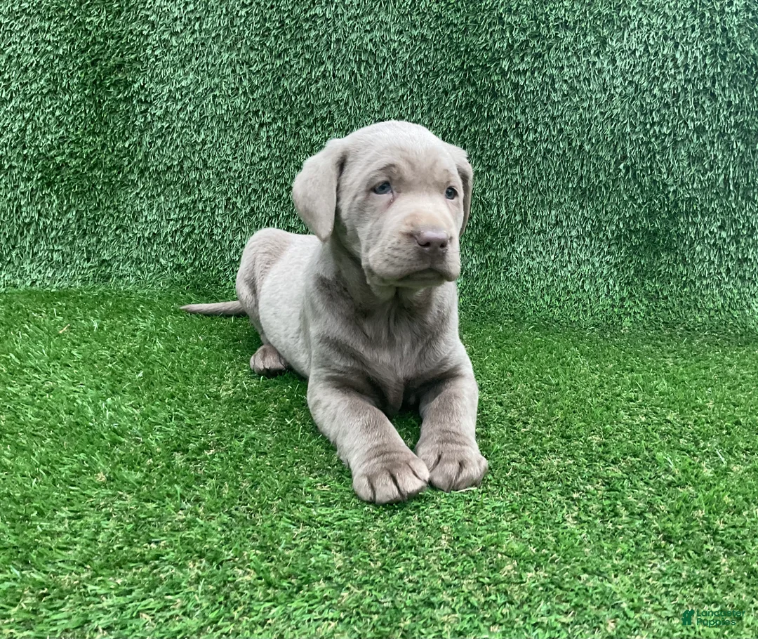 Labrador Retriever dogs for sale: Molly - Ad 1