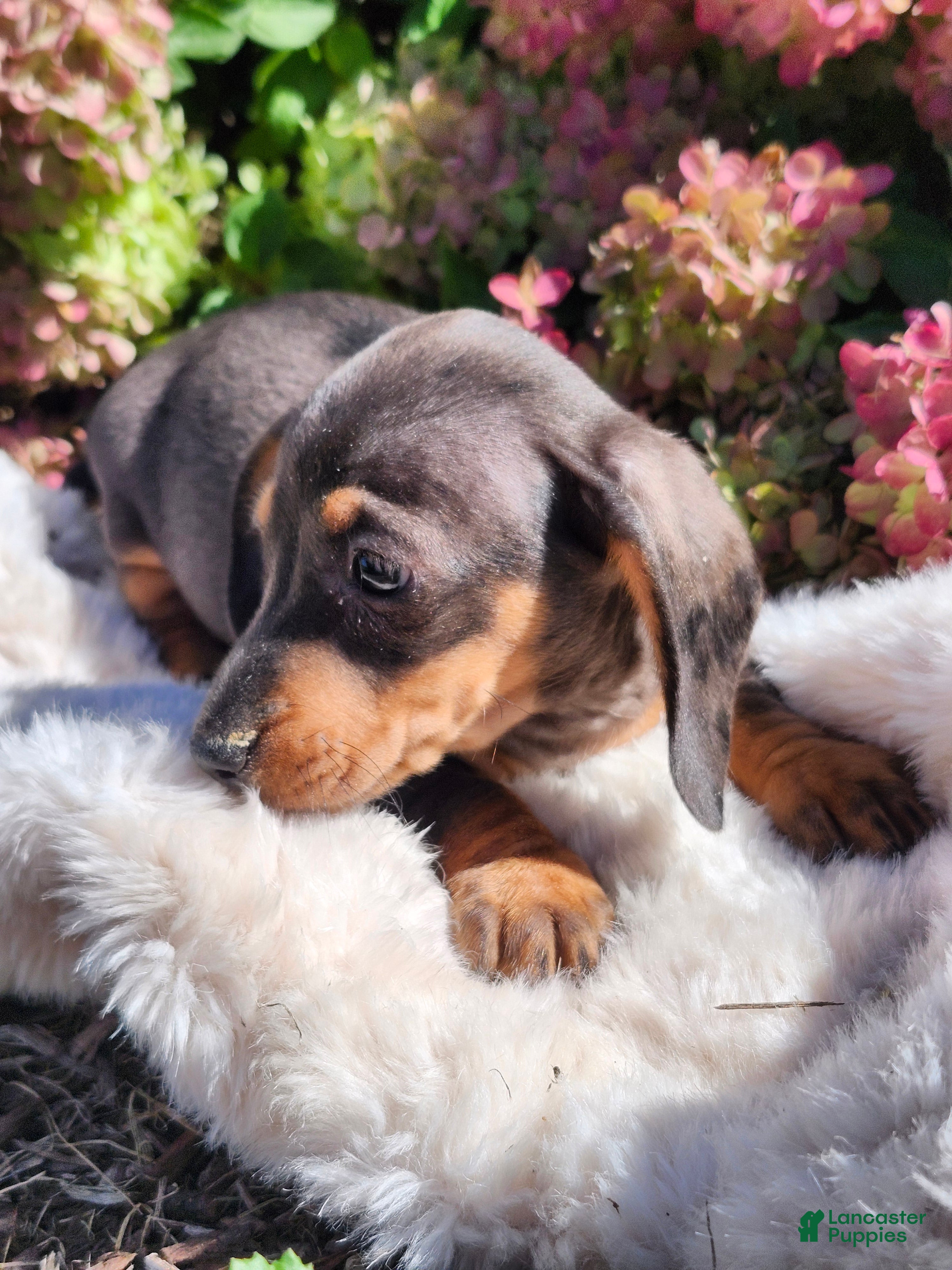 Miniature Dachshund dogs for sale: Truffle  - Ad 1