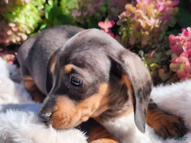 Miniature Dachshund dogs for sale: Truffle - Ad 1
