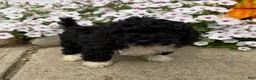 Miniature Poodle dogs for sale: Betty - Ad 4