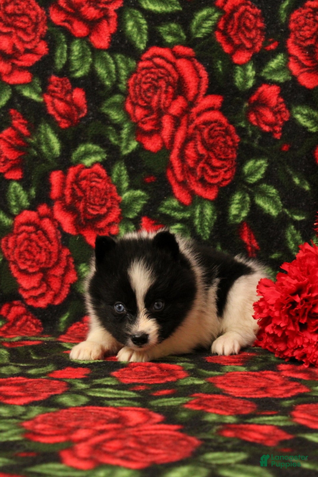 Pomsky dogs for sale: Drew - Ad 2
