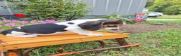Beagle dogs for sale: Derby - Ad 5