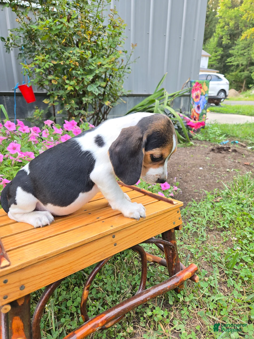 Beagle dogs for sale: Derby - Ad 5
