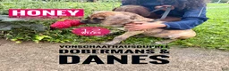 Great Dane dogs for sale: Honey - Ad 7