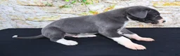 Great Dane dogs for sale: Slate - Ad 16