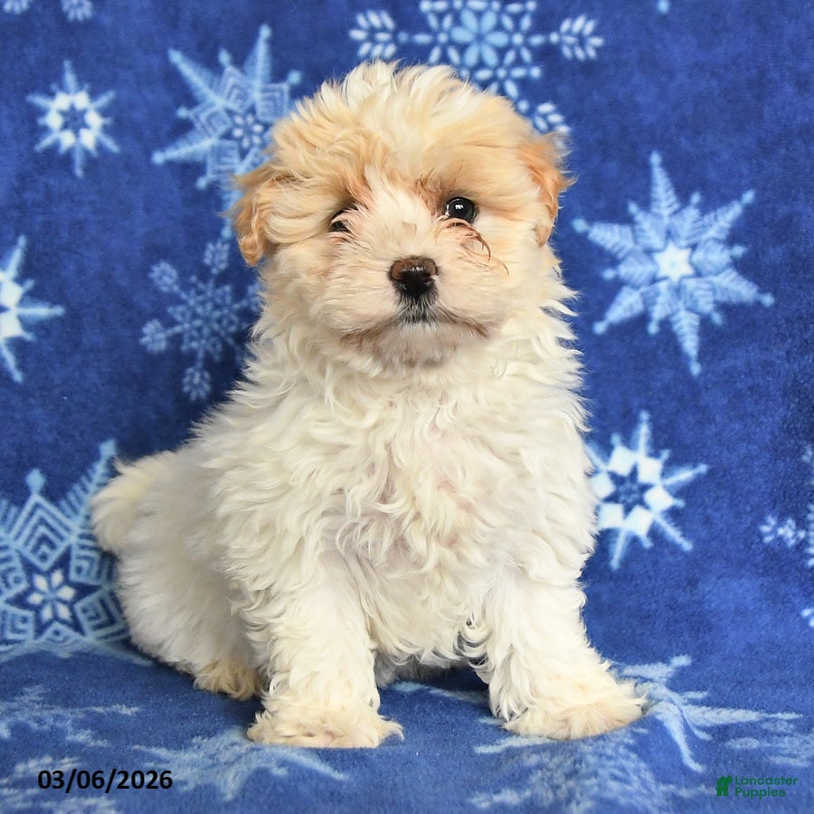 Maltipoo dogs Macy - Ad 1