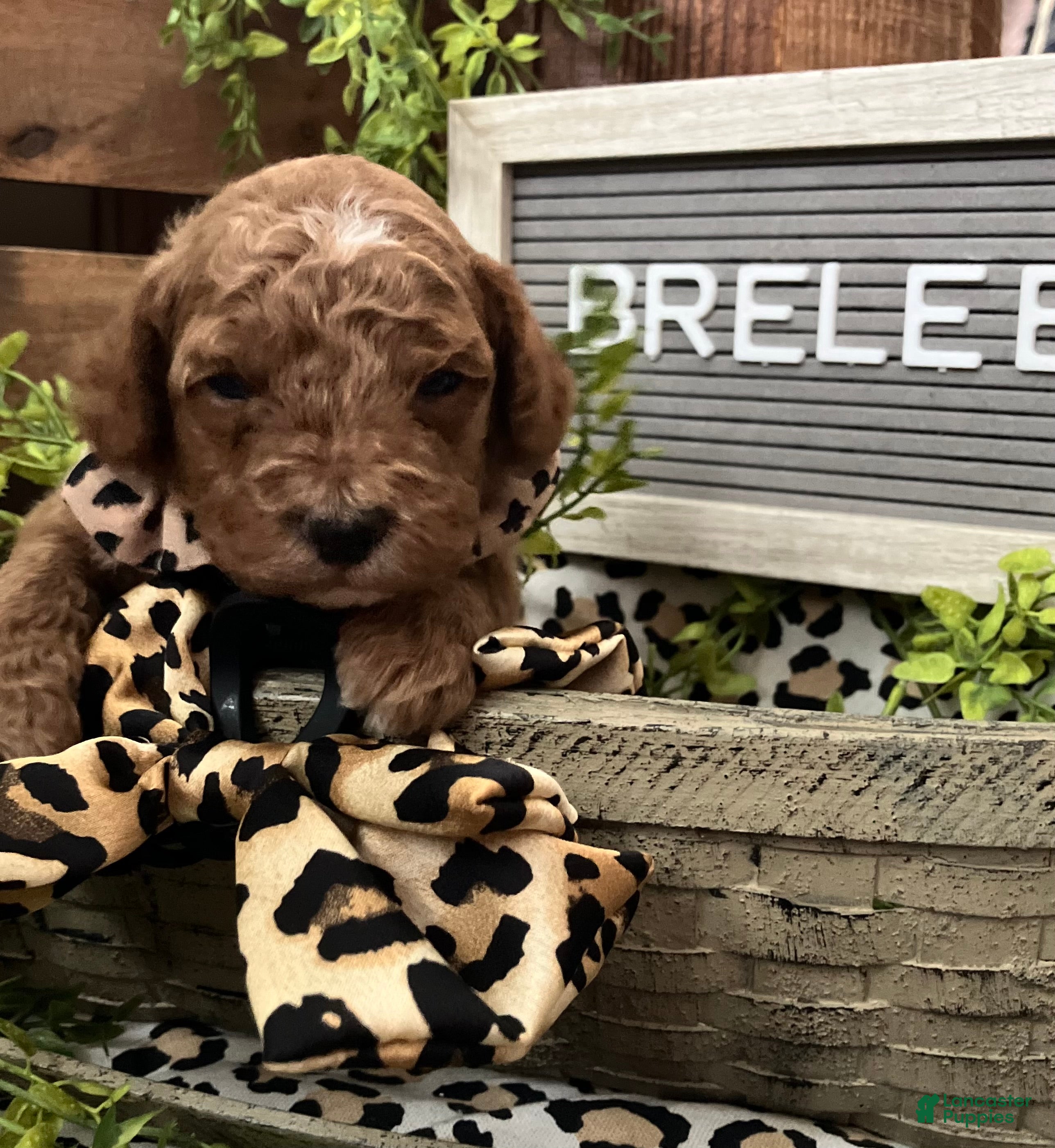 Miniature Poodle dogs Brelee - Ad 2