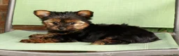 Yorkshire Terrier dogs for sale: Benji - Ad 9