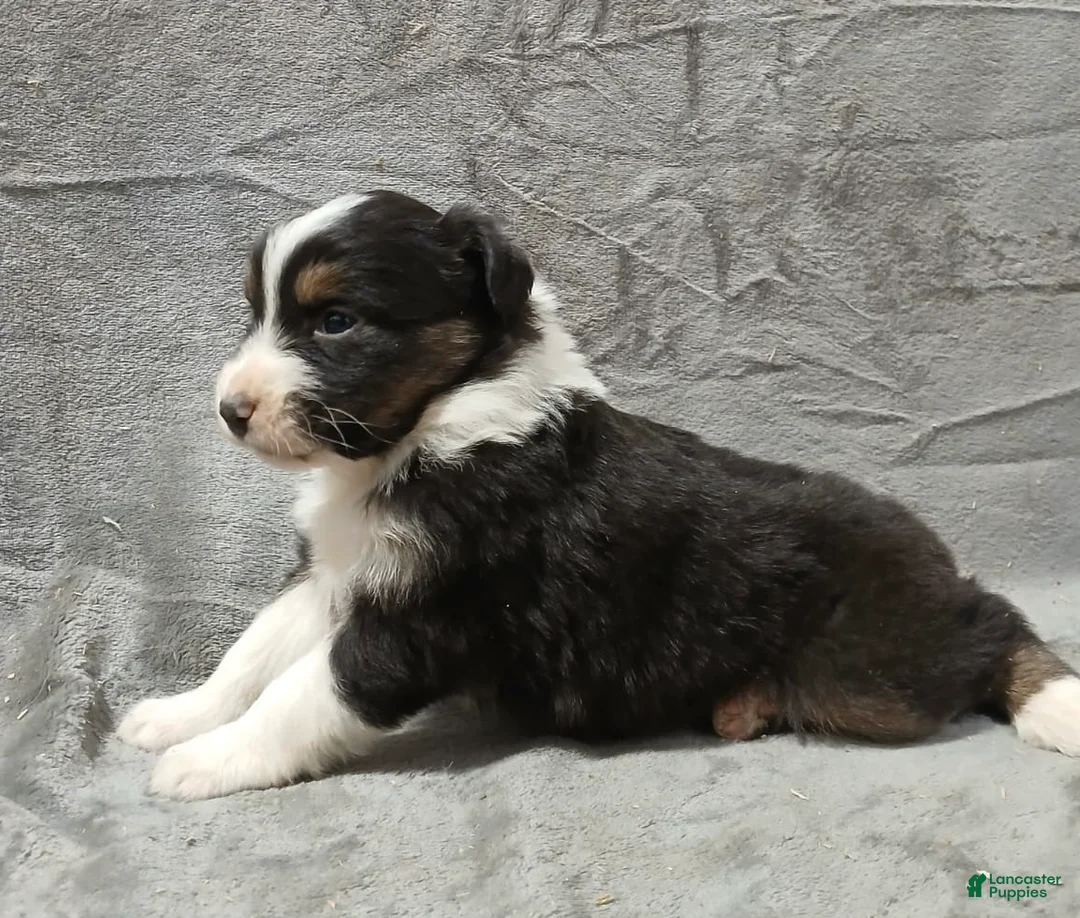 Australian Shepherd dogs for sale: Flynn - Ad 35