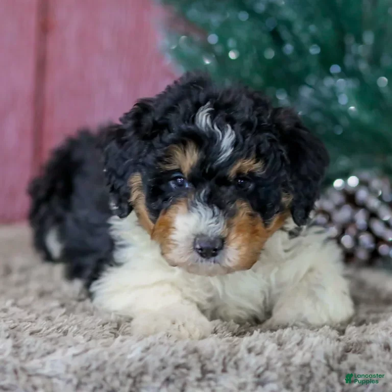 Mini Aussiedoodle dogs Sam - Ad 1