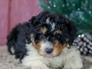 Mini Aussiedoodle dogs for sale: Sam - Ad 1
