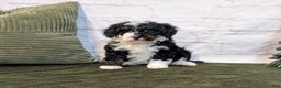 Mini Bernedoodle dogs for sale: Patrick - Ad 4
