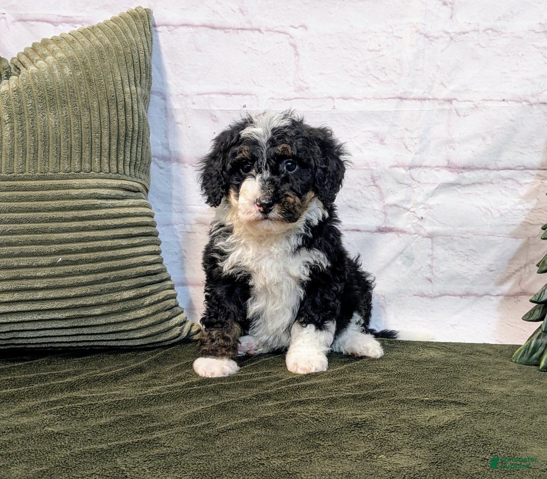 Mini Bernedoodle dogs for sale: Patrick - Ad 4