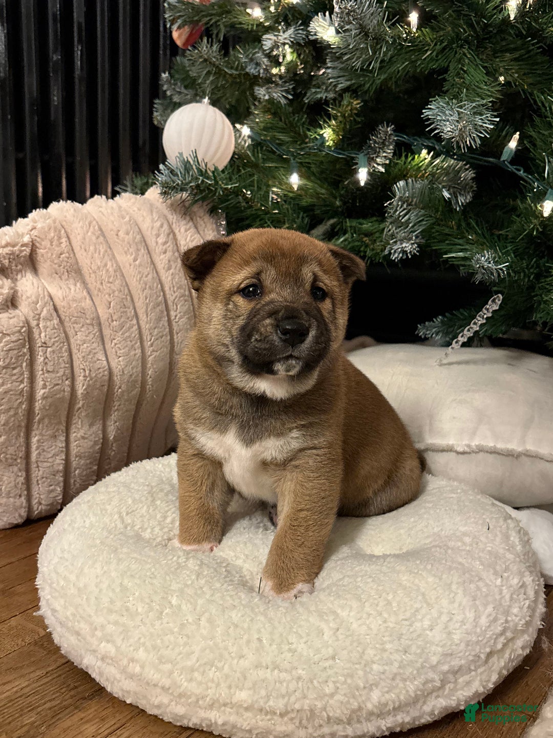Shiba Inu dogs for sale: Douglas - Ad 6