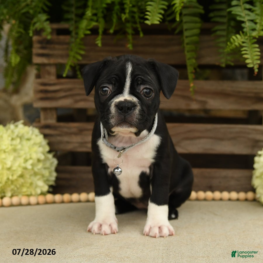 Boston Terrier dogs Tessa - Ad 1