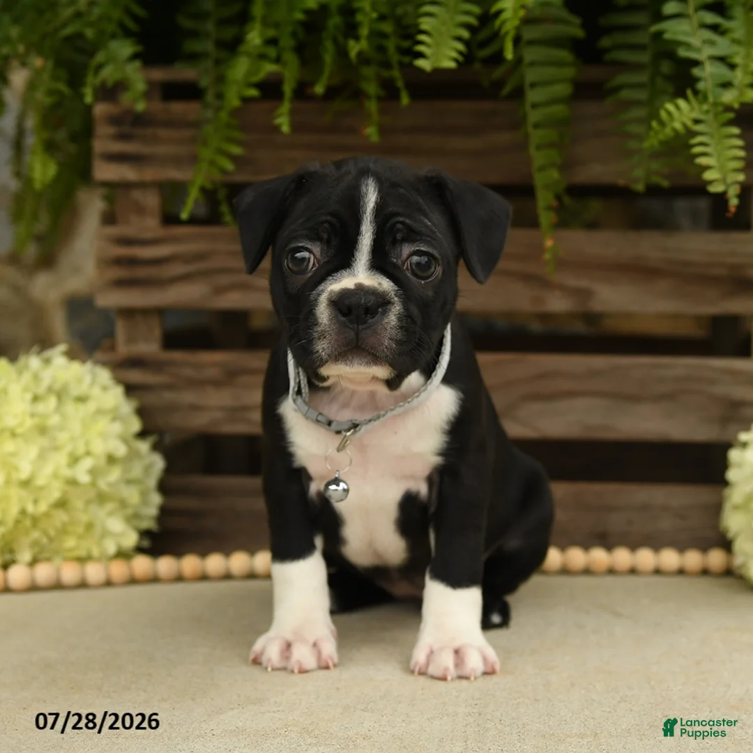 Boston Terrier dogs for sale: Tessa - Ad 1