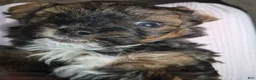 Mixed Breed dogs for sale: Mixed Breed 1 - Ad 7