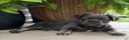 French Bulldog dogs for sale: Otis - Ad 5