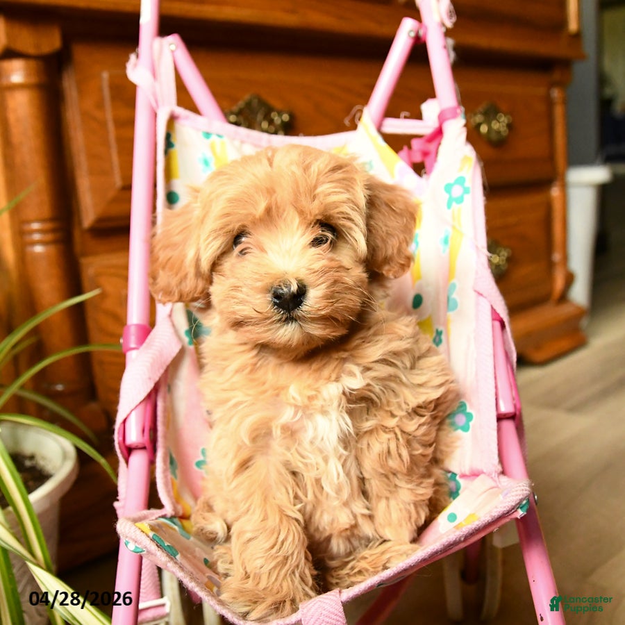 Havapoo dogs Belle - Ad 2