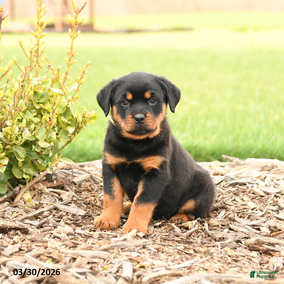 Rottweiler dogs for sale: Harvey - Ad 2