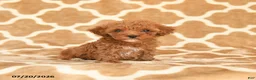 Toy Poodle dogs for sale: Tiny - Ad 4