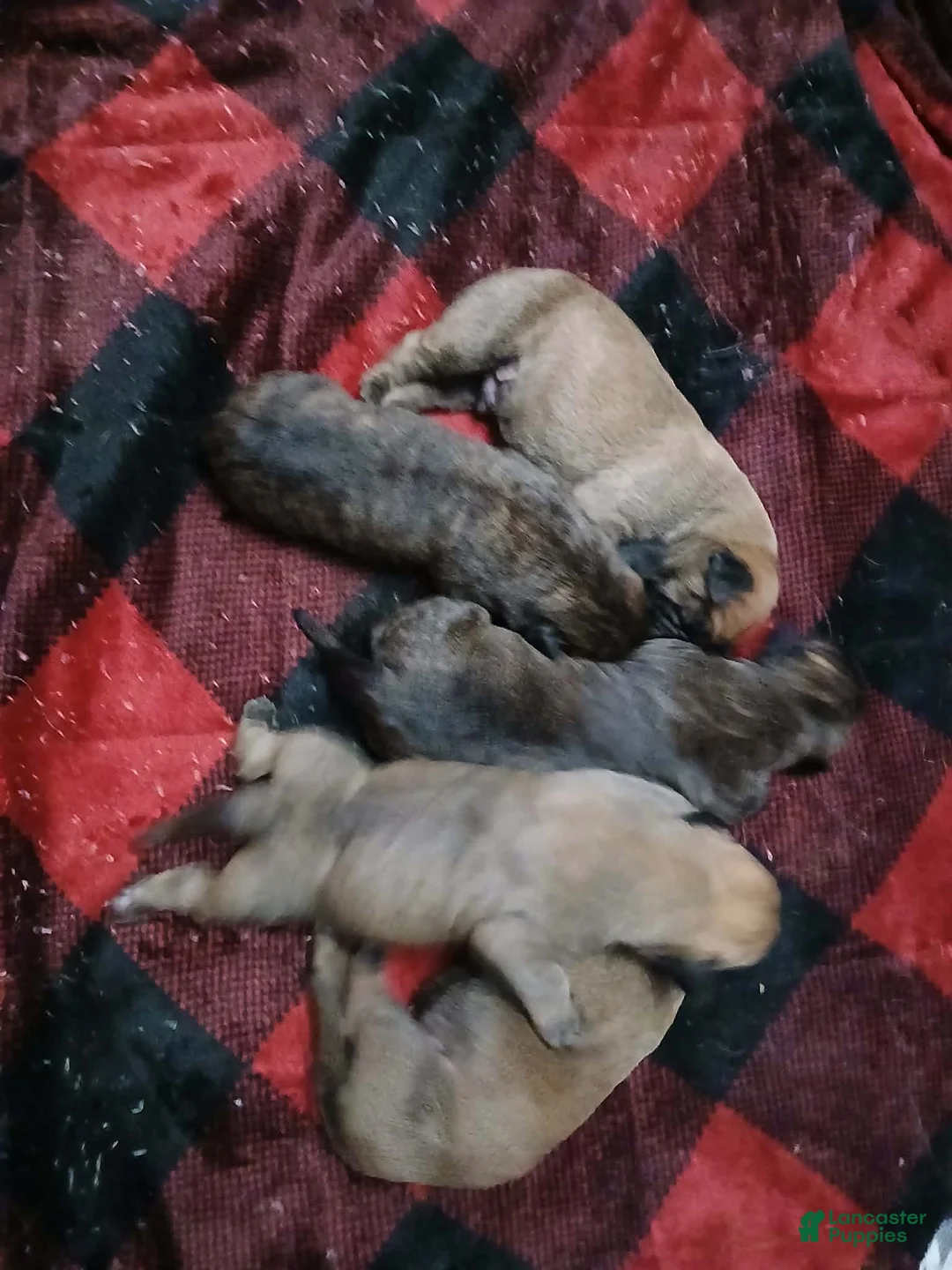 Presa Canario dogs for sale: Presa Canario Puppy 1 - Ad 9