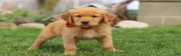 Golden Retriever dogs for sale: Rusty - Ad 6