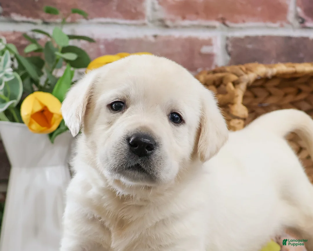 Labrador Retriever dogs for sale: Julian  - Ad 2