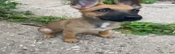 Mixed Breed dogs for sale: Mixed Breed 1 - Ad 14