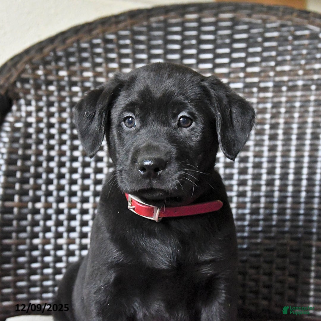 Labrador Retriever dogs for sale: Bear - Ad 4