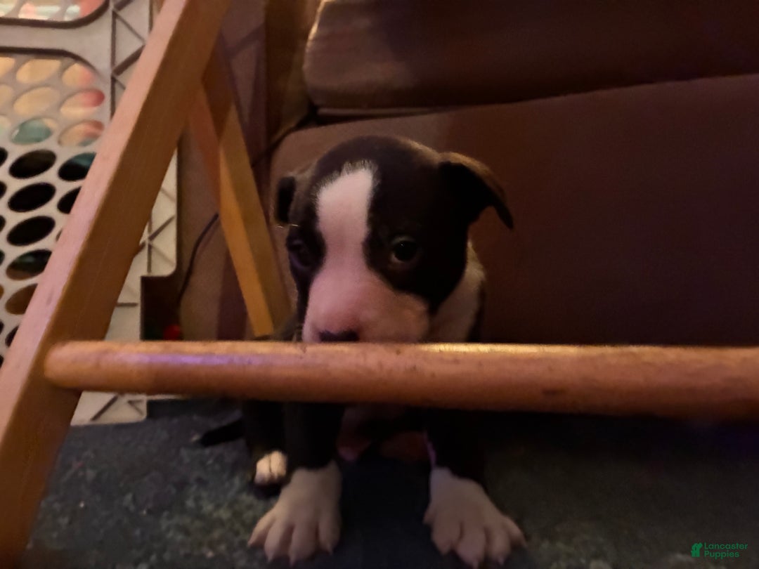 Mixed Breed dogs for sale: Boo - Ad 1