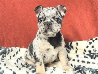 French Bulldog dogs Maxwell - Ad 26