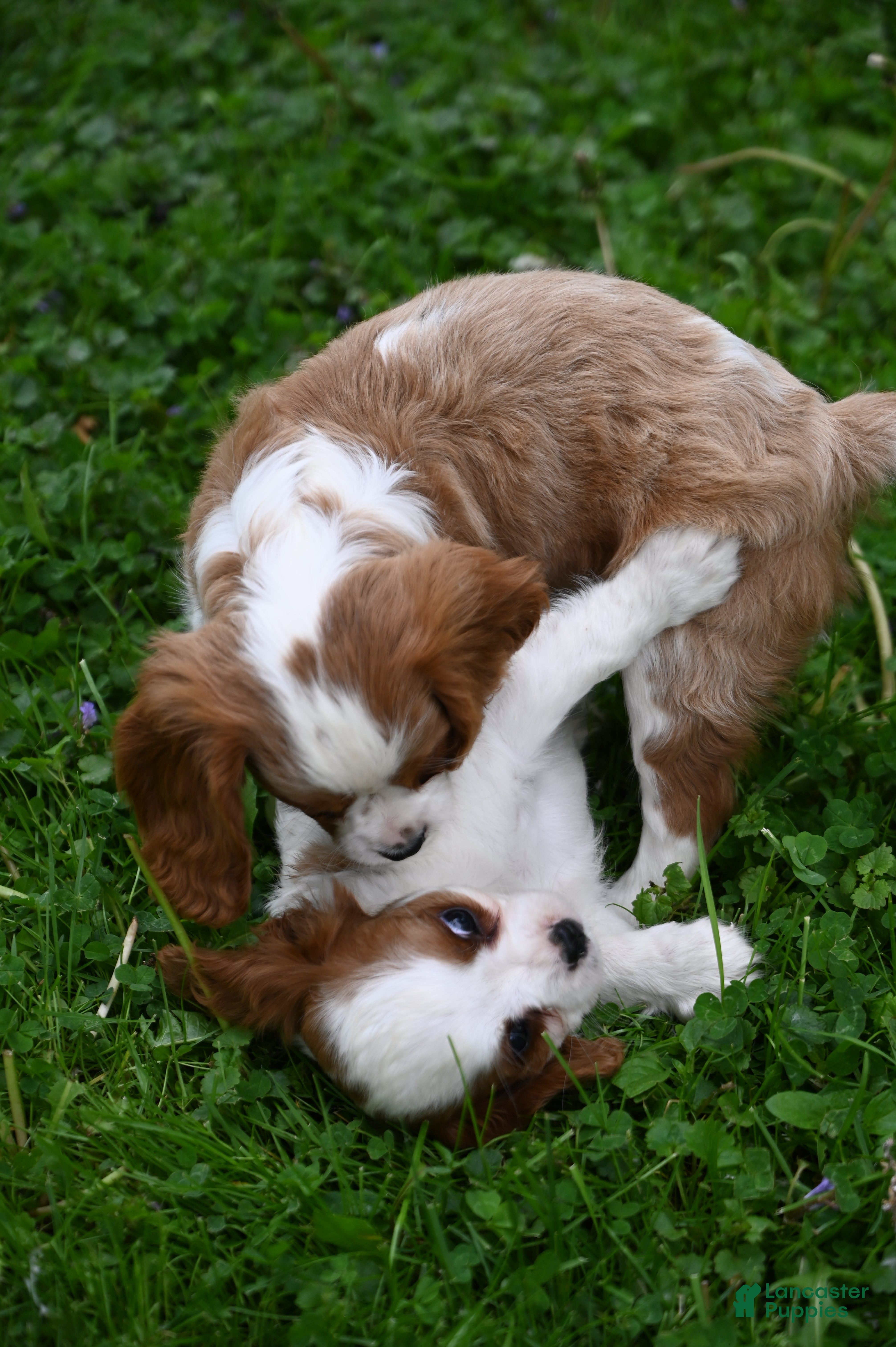 Cavalier King Charles Spaniel dogs Vance - Ad 2