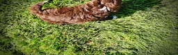 Havapoo dogs for sale: Baxter - Ad 8