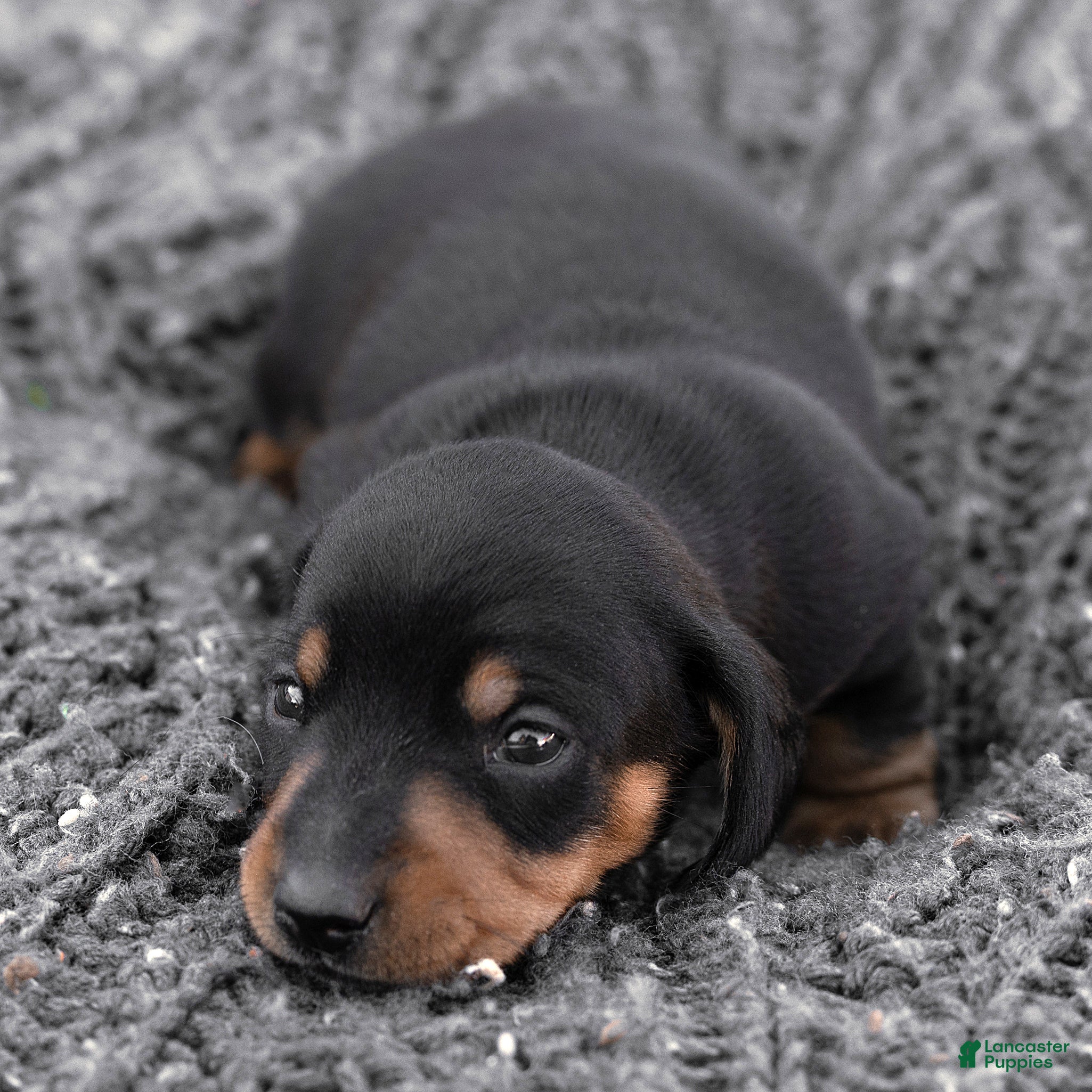 Miniature Dachshund dogs for sale: Linus Miniature Dachshund  - Ad 2