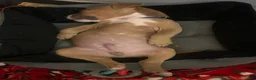 Mixed Breed dogs for sale: Mixed Breed 1 - Ad 3