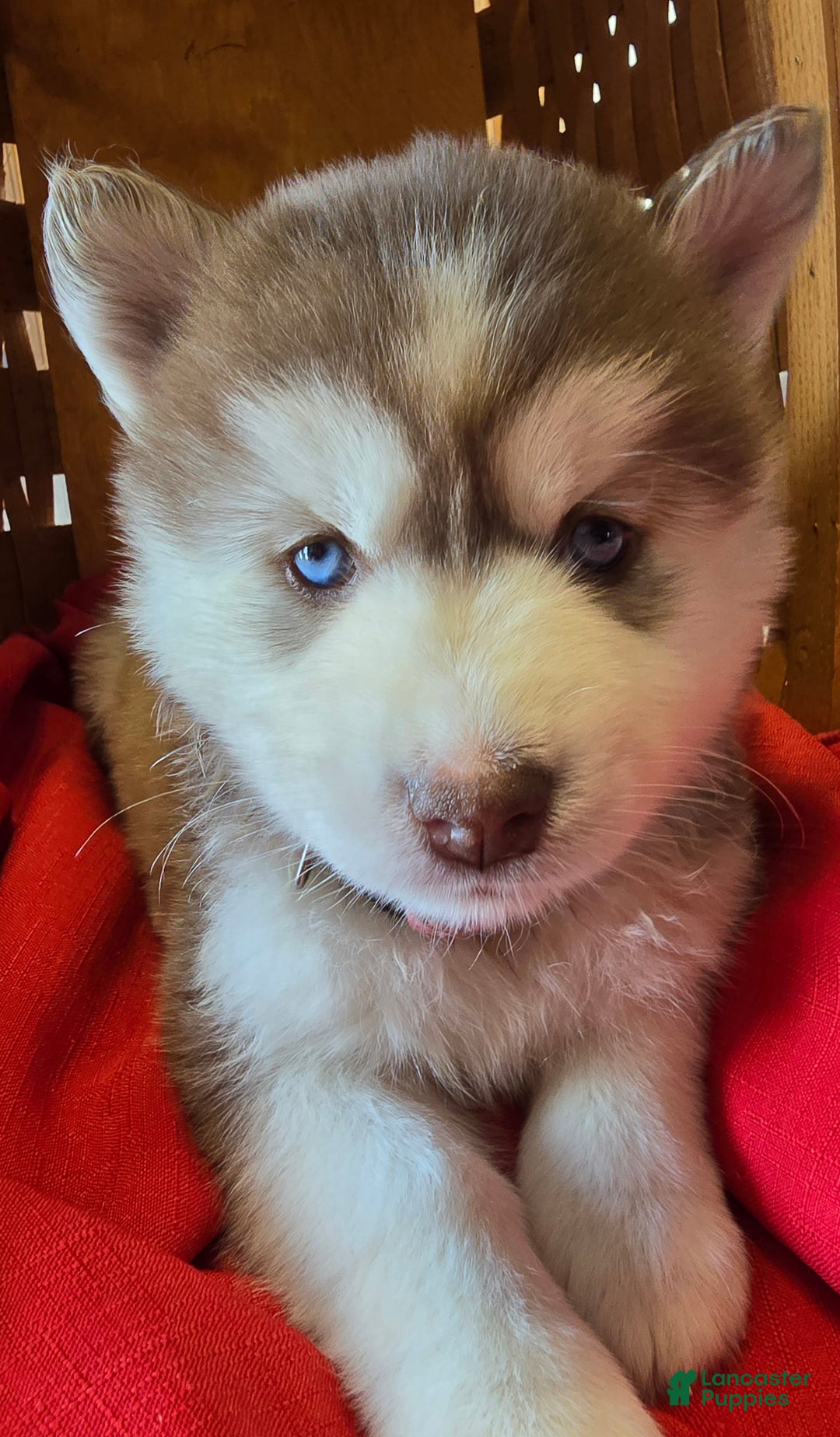 Pomsky dogs for sale: Winifed - Ad 2