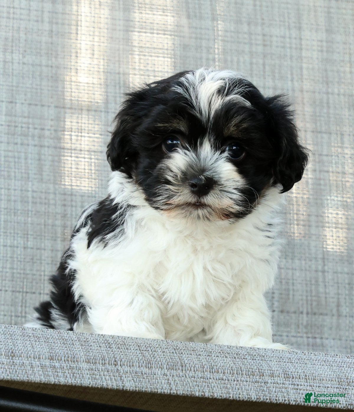 Havanese dogs for sale: Missy - Ad 8