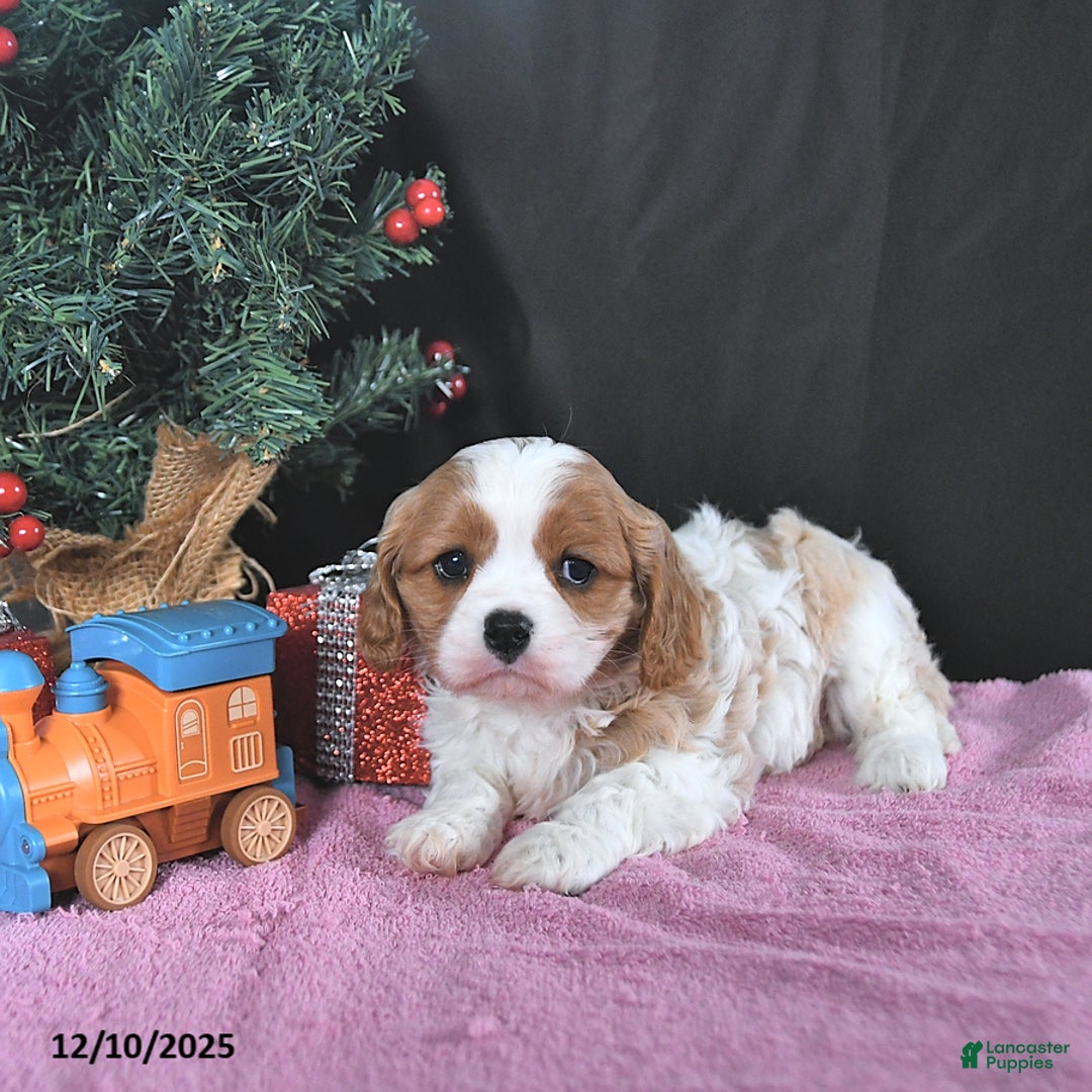 Cavalier King Charles Spaniel dogs for sale: Rudolph CHAMPION BLOOD - Ad 5
