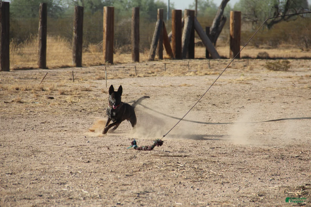 Dutch Shepherd dogs for sale: Dutch black brindle F - Ad 7