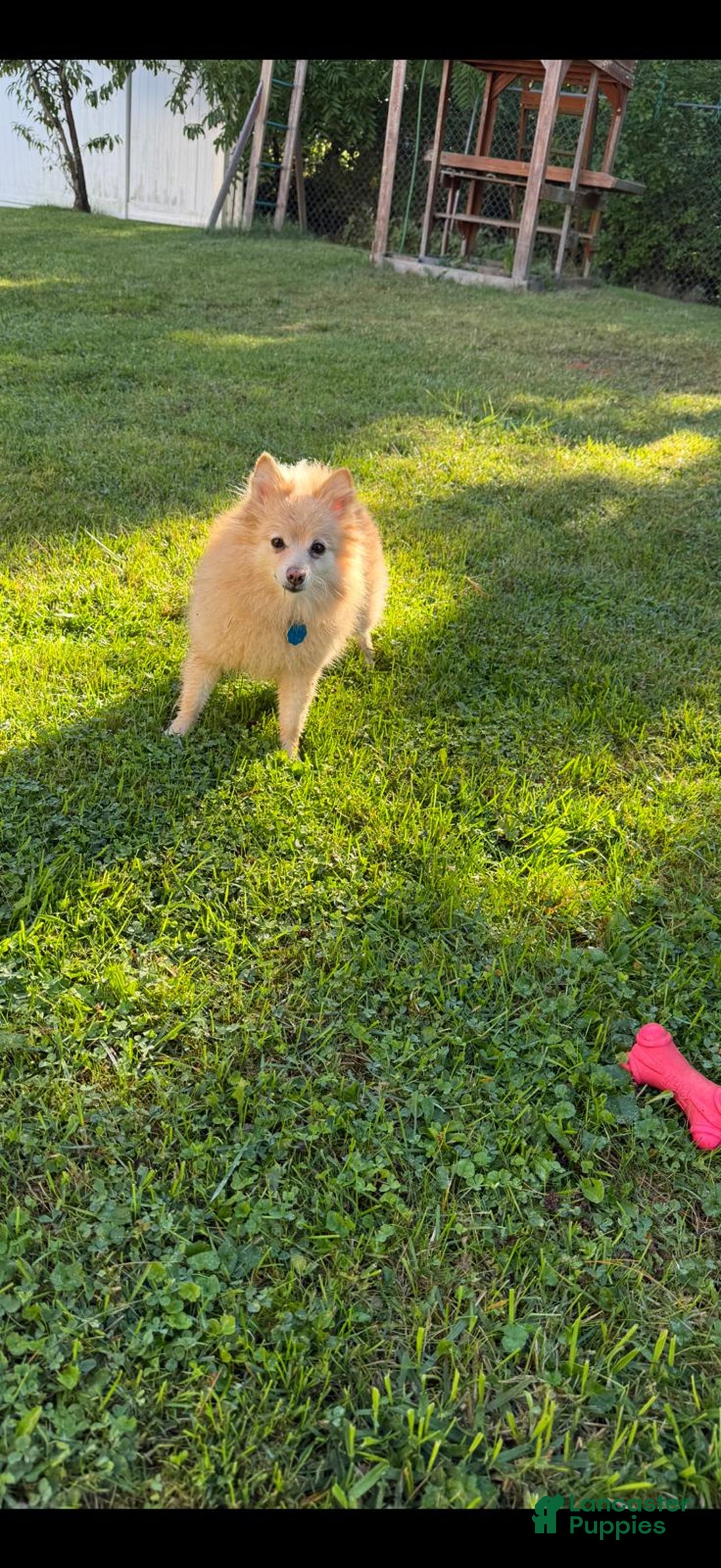 Pomeranian dogs for sale: Pomeranian Puppy 1 - Ad 4