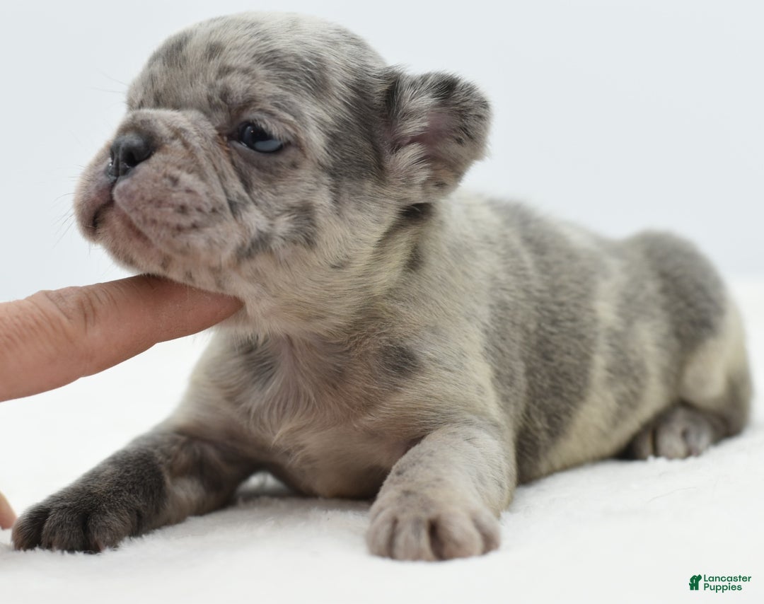 Mixed Breed dogs for sale: Nugget blue hybrid  - Ad 9