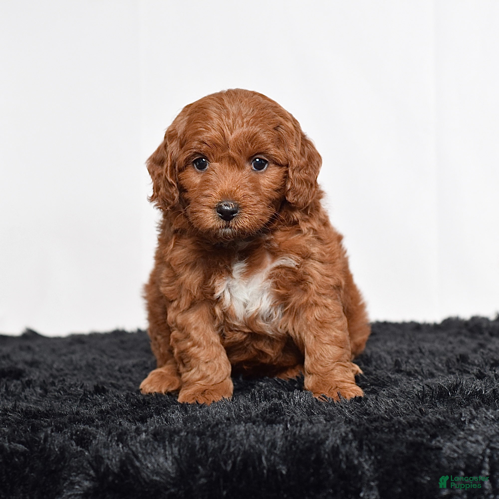 Mini Goldendoodle dogs for sale:  Mabel - Ad 3