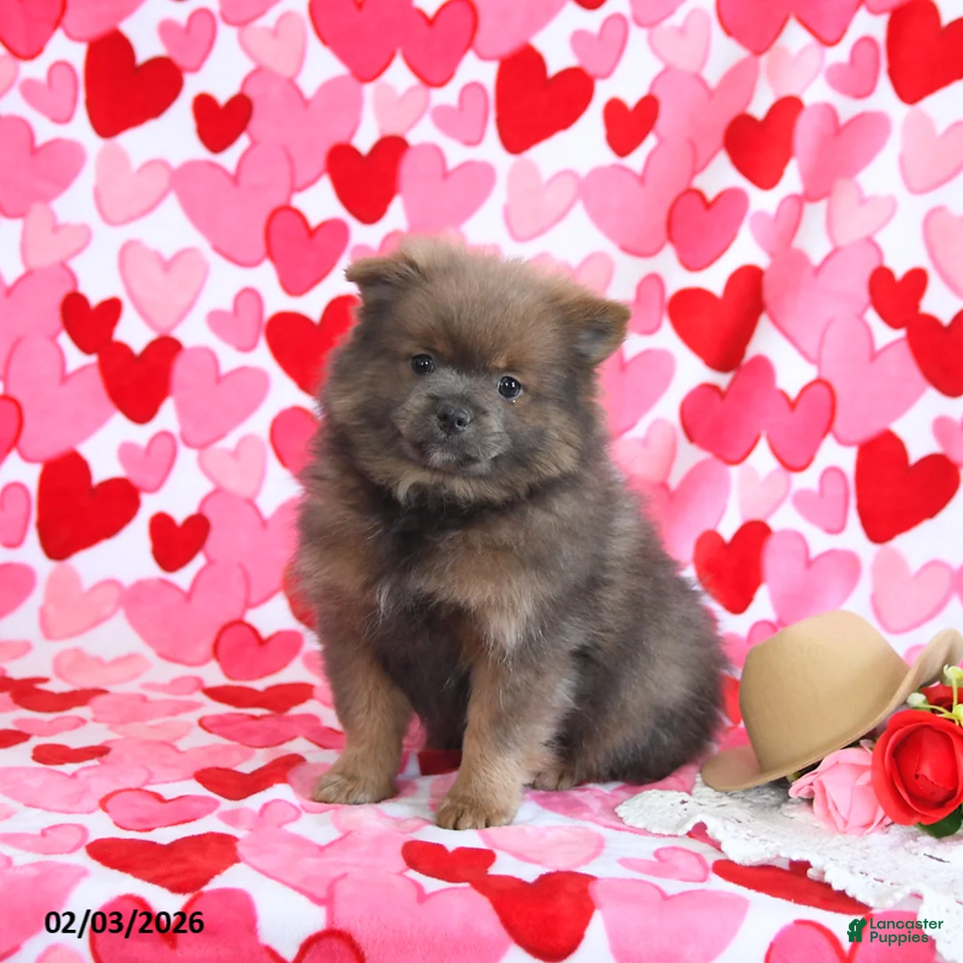 Pomeranian dogs for sale: Gomer - Ad 1