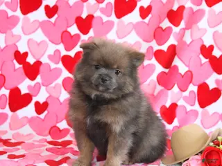 Pomeranian dogs Gomer - Ad 42