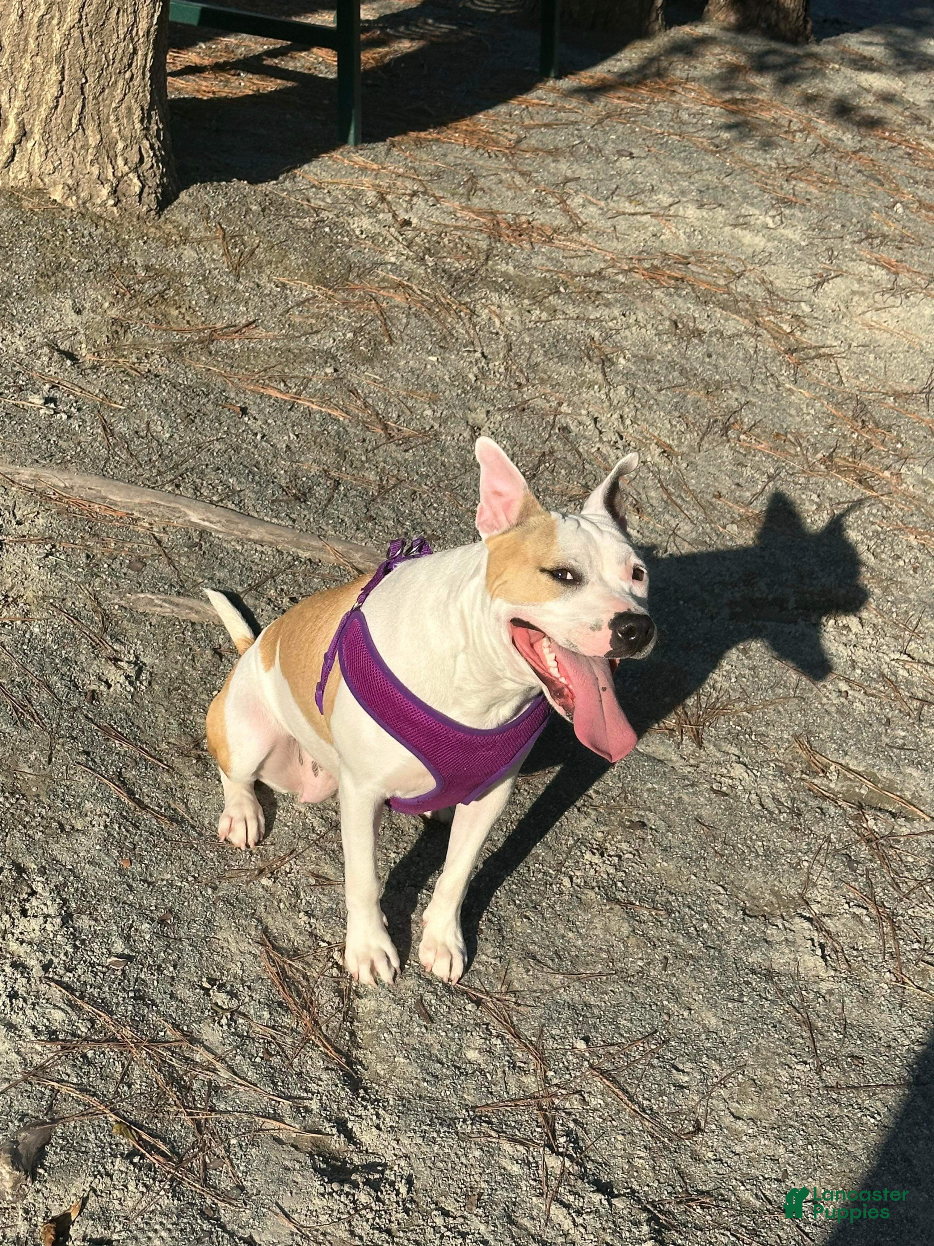 Staffordshire Bull Terrier dogs Staffordshire Bull Terrier Puppy 1 - Ad 1