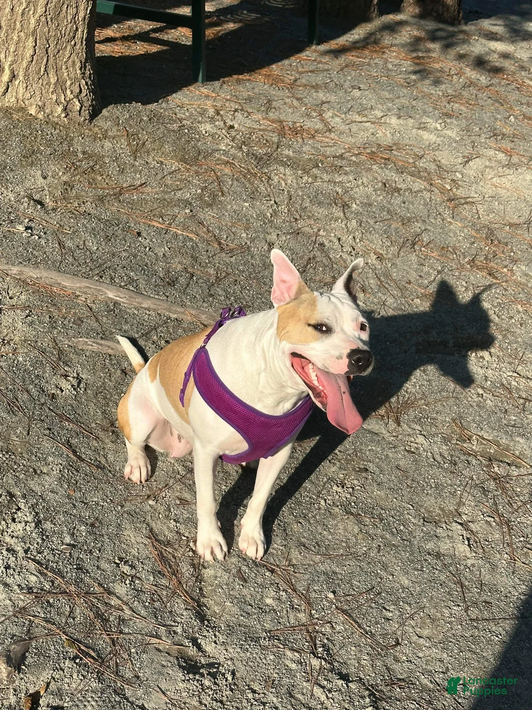 Staffordshire Bull Terrier dogs for sale: Staffordshire Bull Terrier Puppy 1 - Ad 1