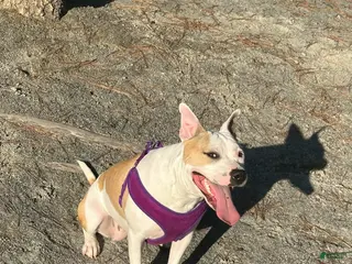 Staffordshire Bull Terrier dogs Staffordshire Bull Terrier Puppy 1 - Ad 4